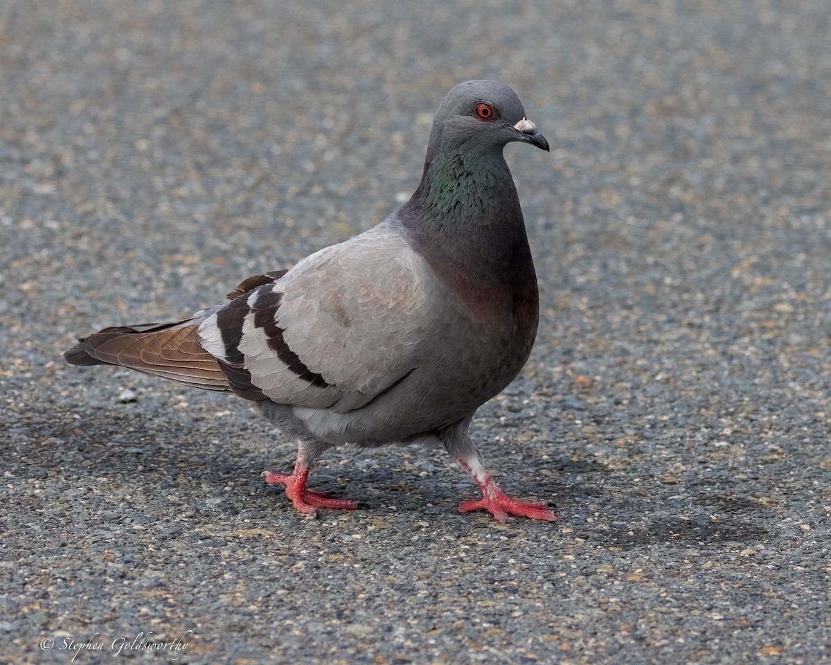 Haitz-usoa (etxekoa) - ML645569629