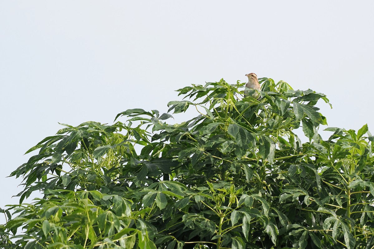 Striped Cuckoo - ML645569632