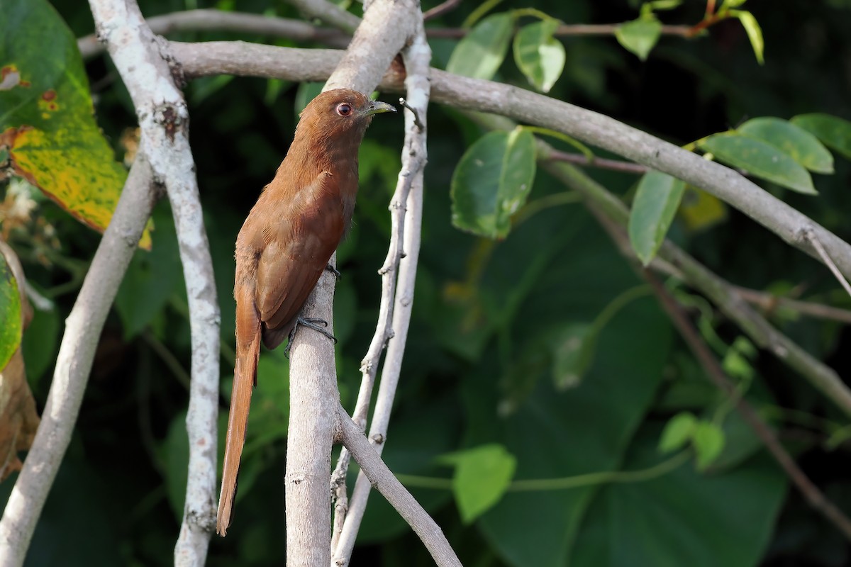 Little Cuckoo - ML645569638