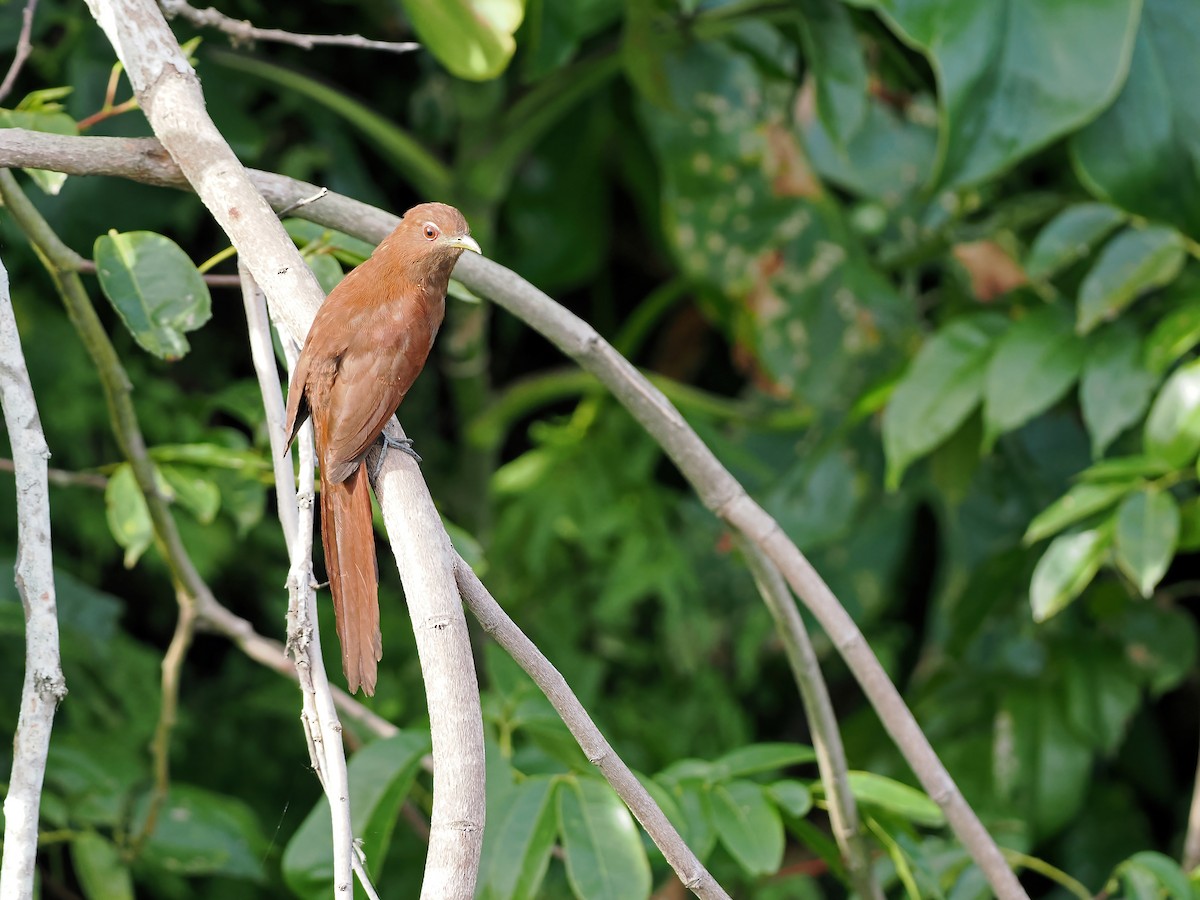 Little Cuckoo - ML645569639