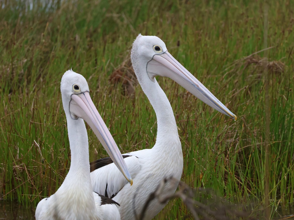 Australian Pelican - ML645569643