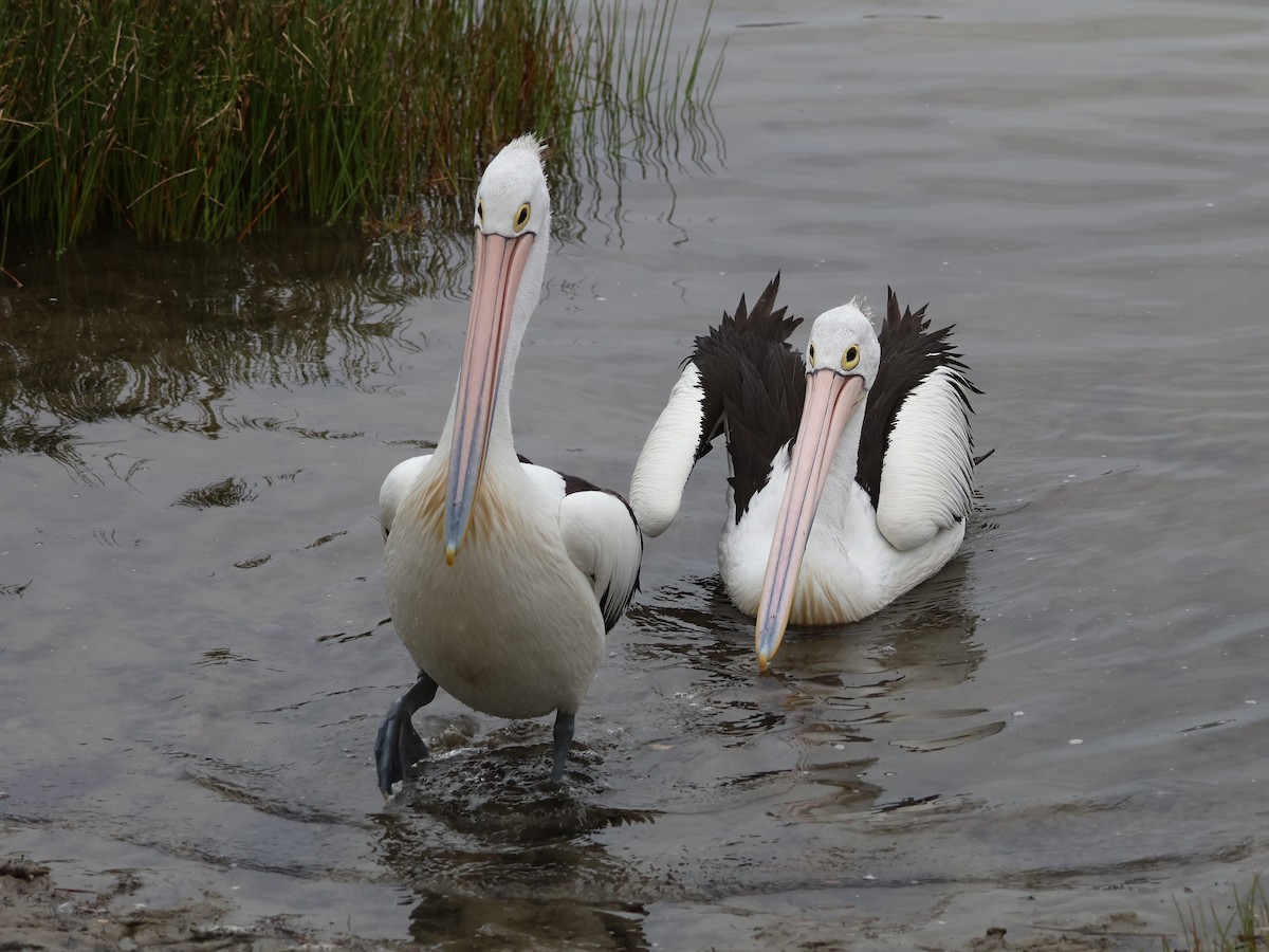 Australian Pelican - ML645569644