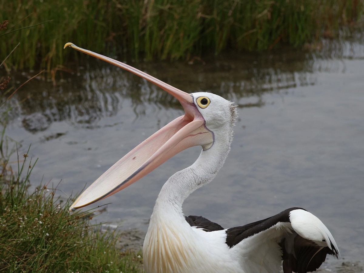 Australian Pelican - ML645569645