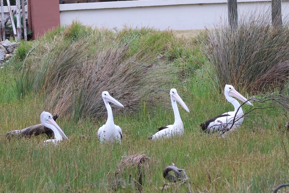 Australian Pelican - ML645569647