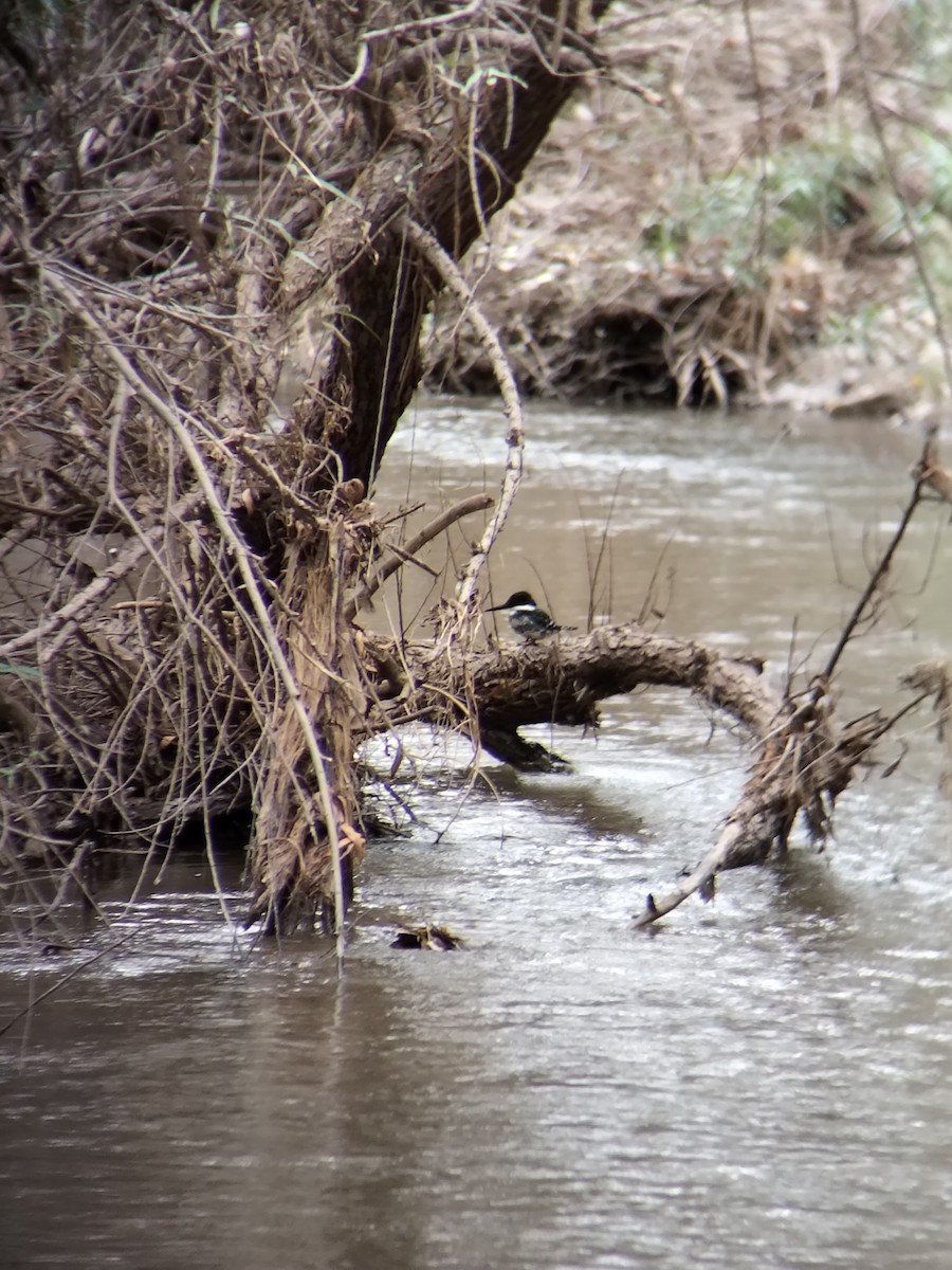 Grünfischer - ML645569652