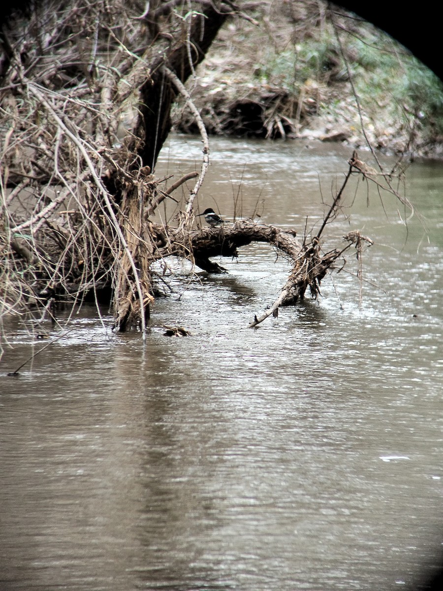 Grünfischer - ML645569654