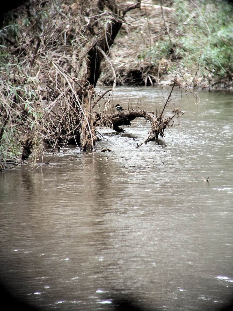 Grünfischer - ML645569655