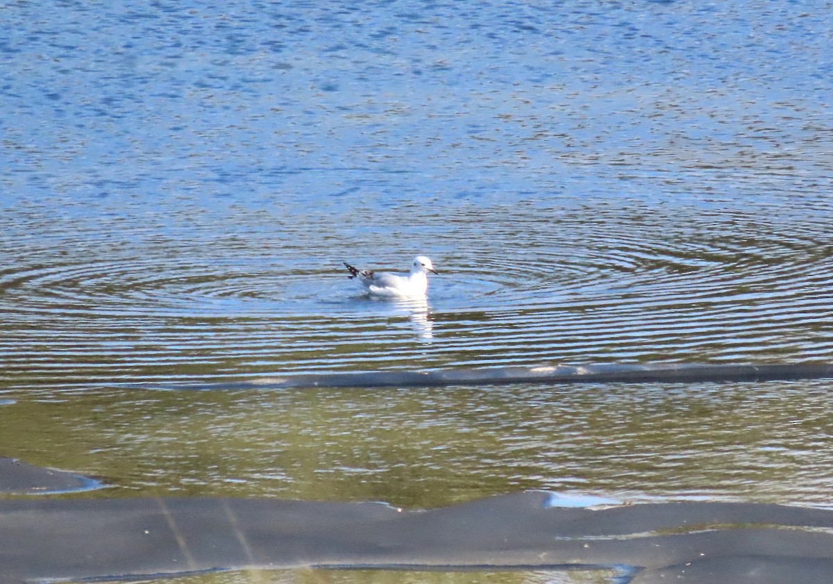 Bonaparte's Gull - ML645569657