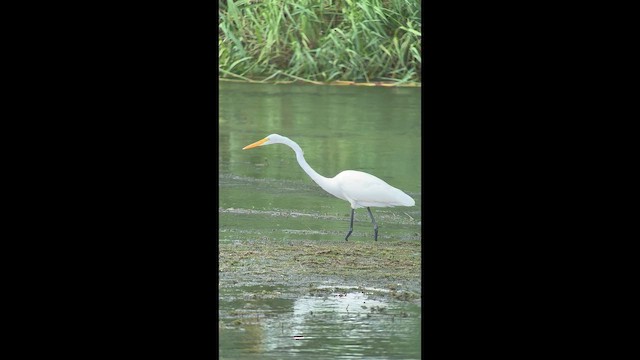 Great Egret - ML645569658