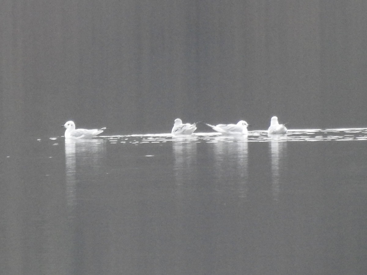 Bonaparte's Gull - ML645569662