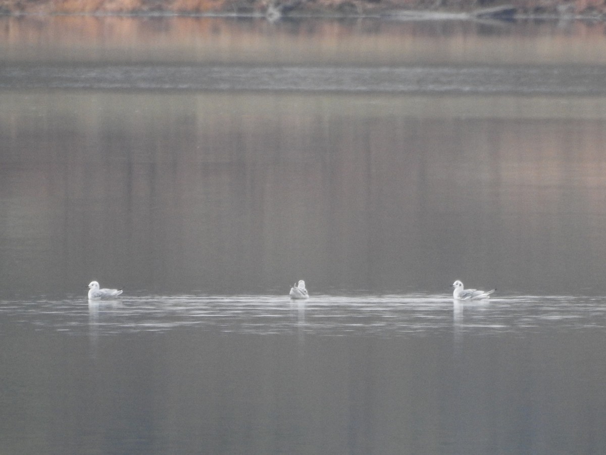 Bonaparte's Gull - ML645569663