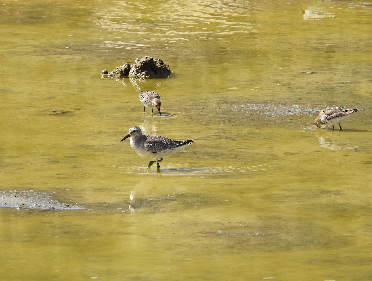 jespák rezavý - ML645569664