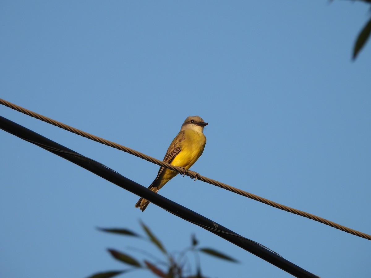 Tropical Kingbird - ML645569671