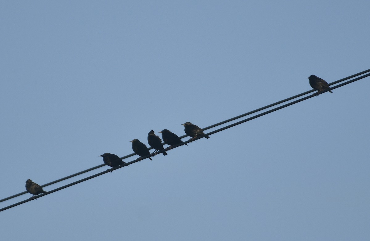 זרזיר שחור - ML645569675