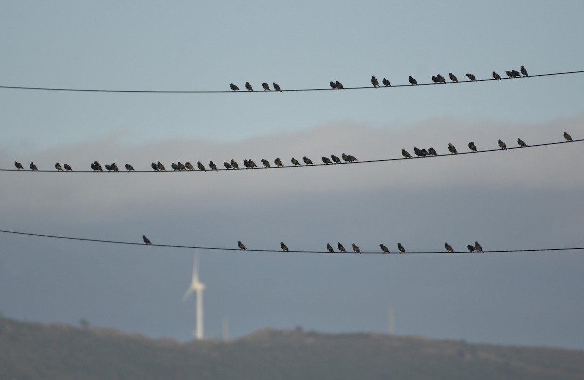 זרזיר שחור - ML645569676