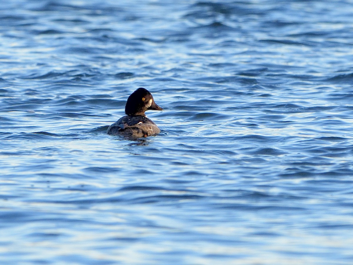 Barrow's Goldeneye - ML645569683