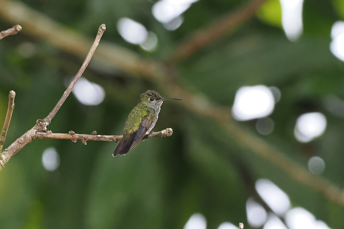Glittering-throated Emerald - ML645569688