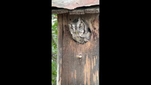 Eastern Screech-Owl (McCall's) - ML645569692
