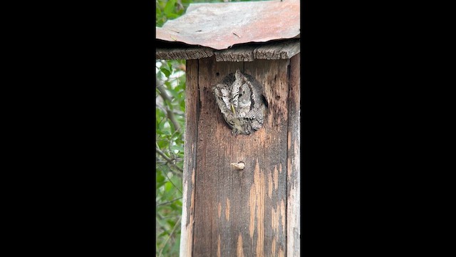 Eastern Screech-Owl (McCall's) - ML645569693