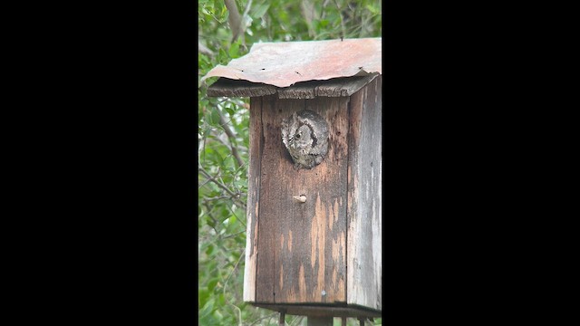 Eastern Screech-Owl (McCall's) - ML645569694