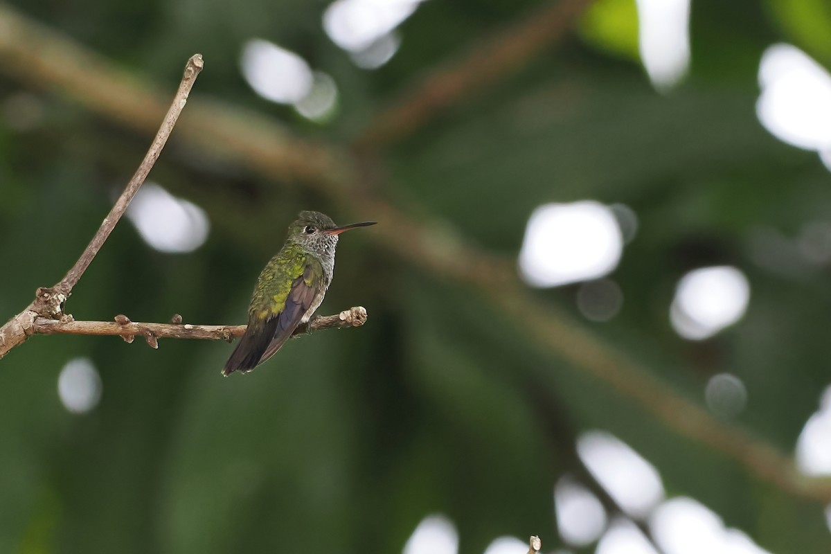 Glittering-throated Emerald - ML645569695