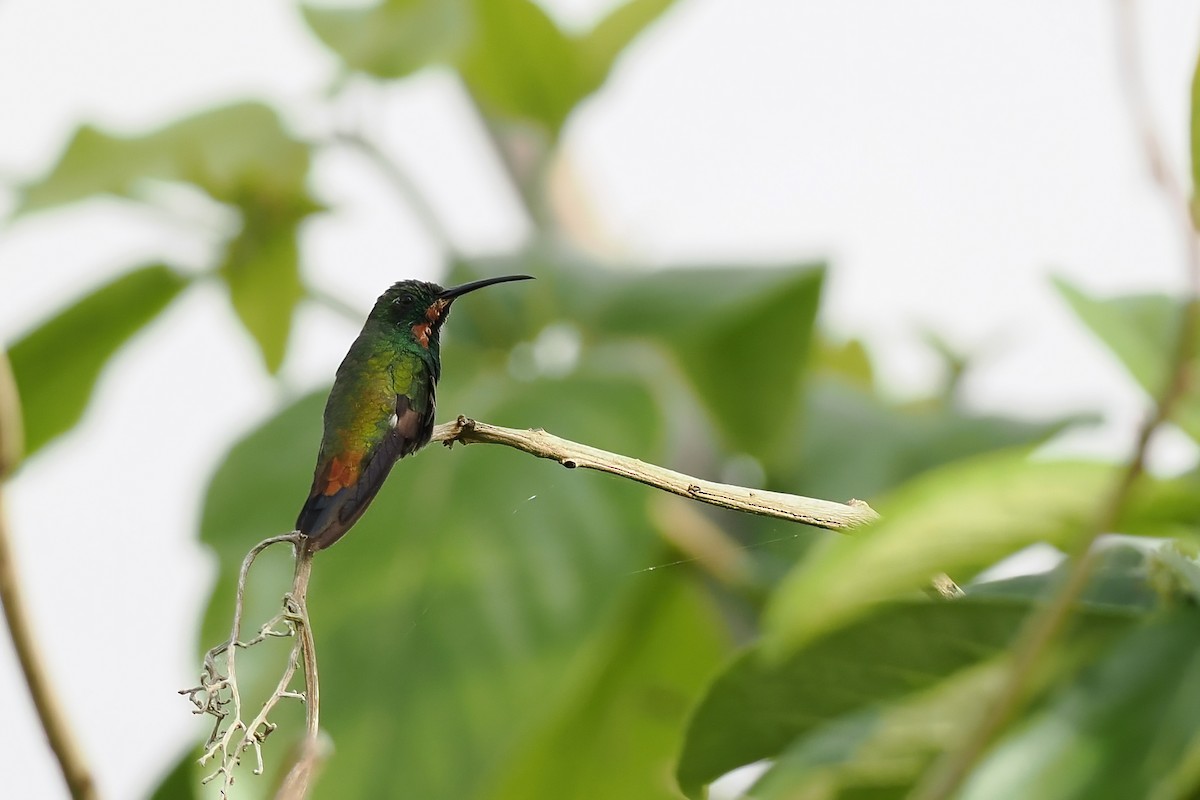 Green-throated Mango - ML645569698