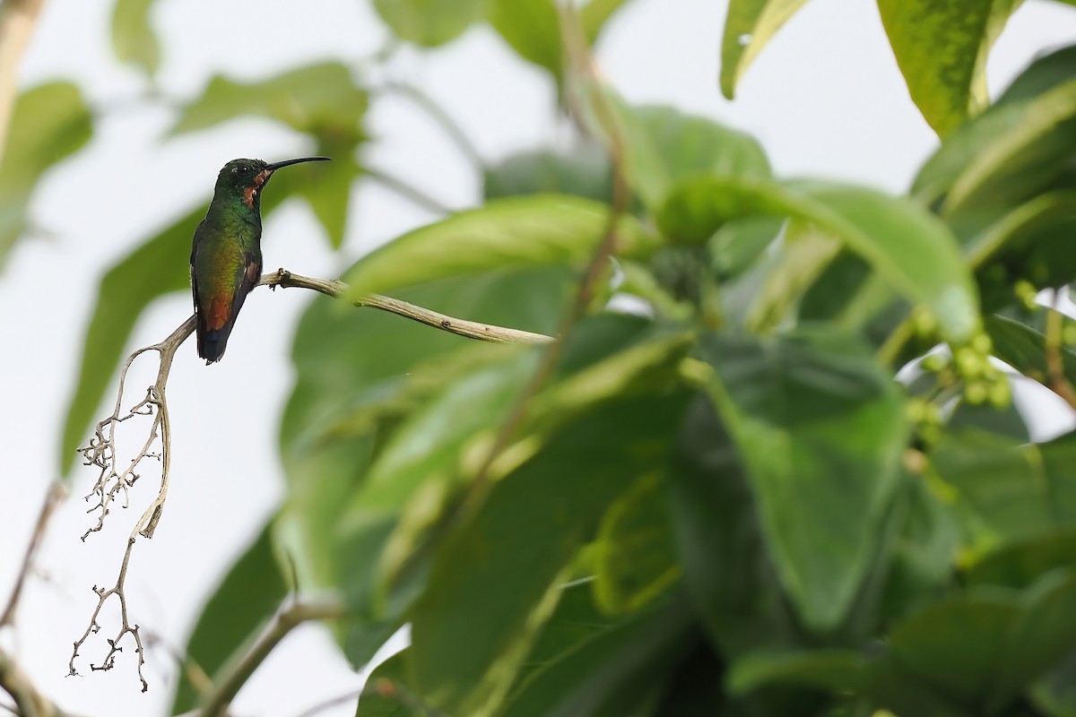 Green-throated Mango - ML645569699