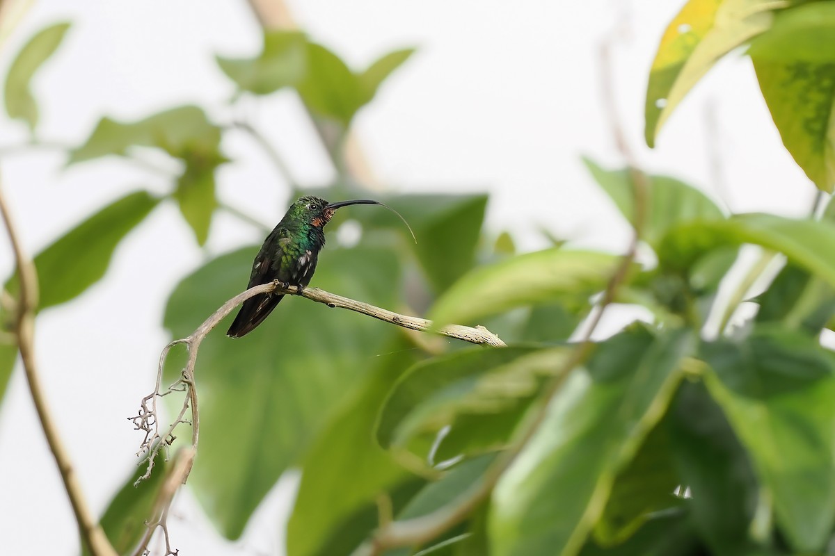 Green-throated Mango - ML645569700