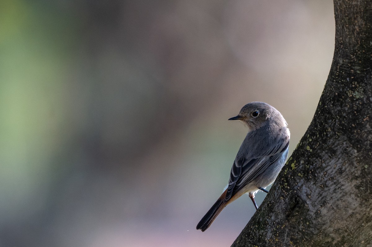 Black Redstart - ML645569703