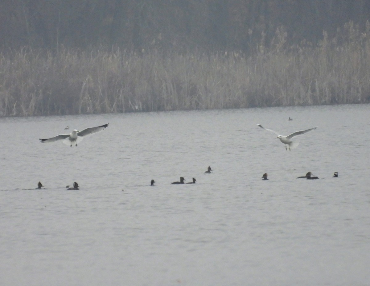 Ring-billed Gull - ML645569704