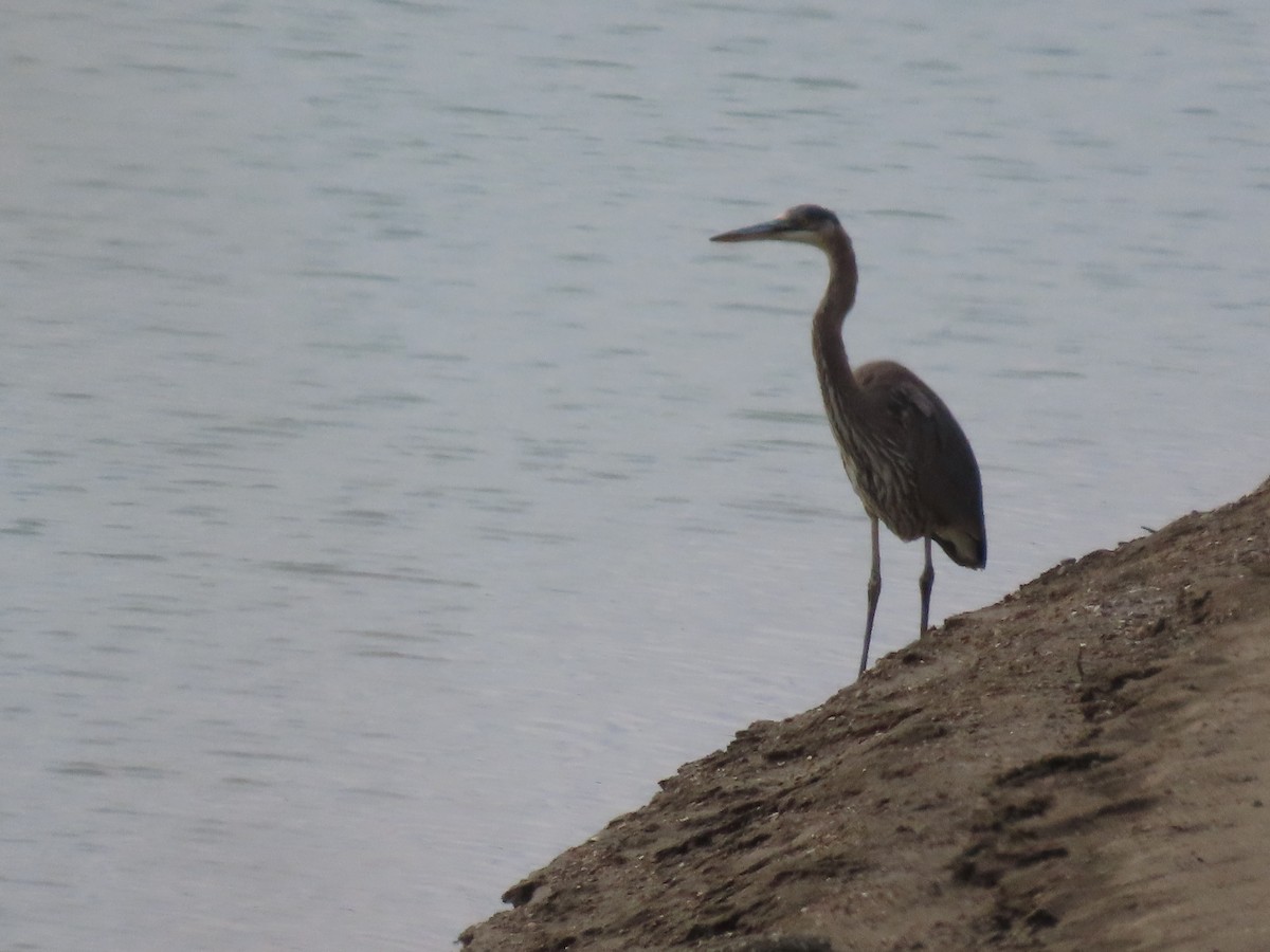 Great Blue Heron - ML645569706