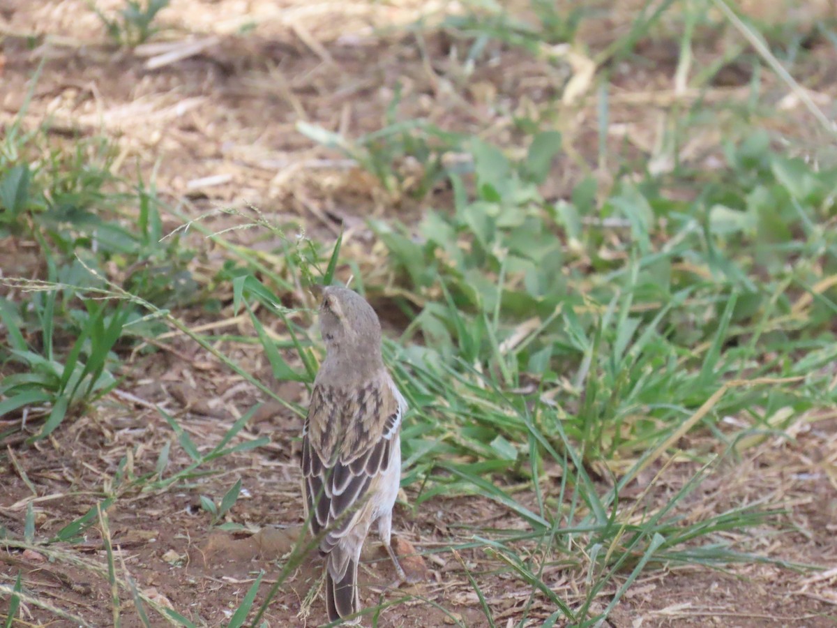 Kenya Rufous Sparrow - ML645569707