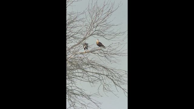Crested Caracara - ML645569708