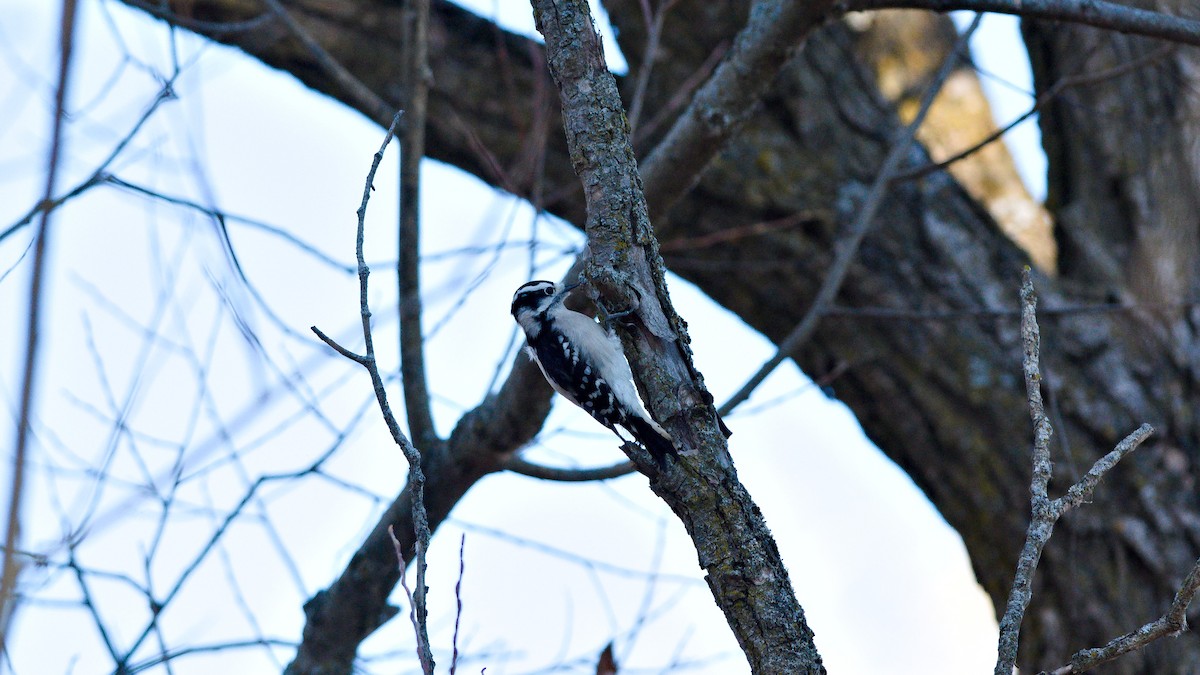 Downy Woodpecker - ML645569709