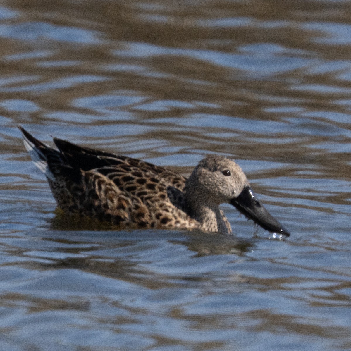 Red Shoveler - ML645569710