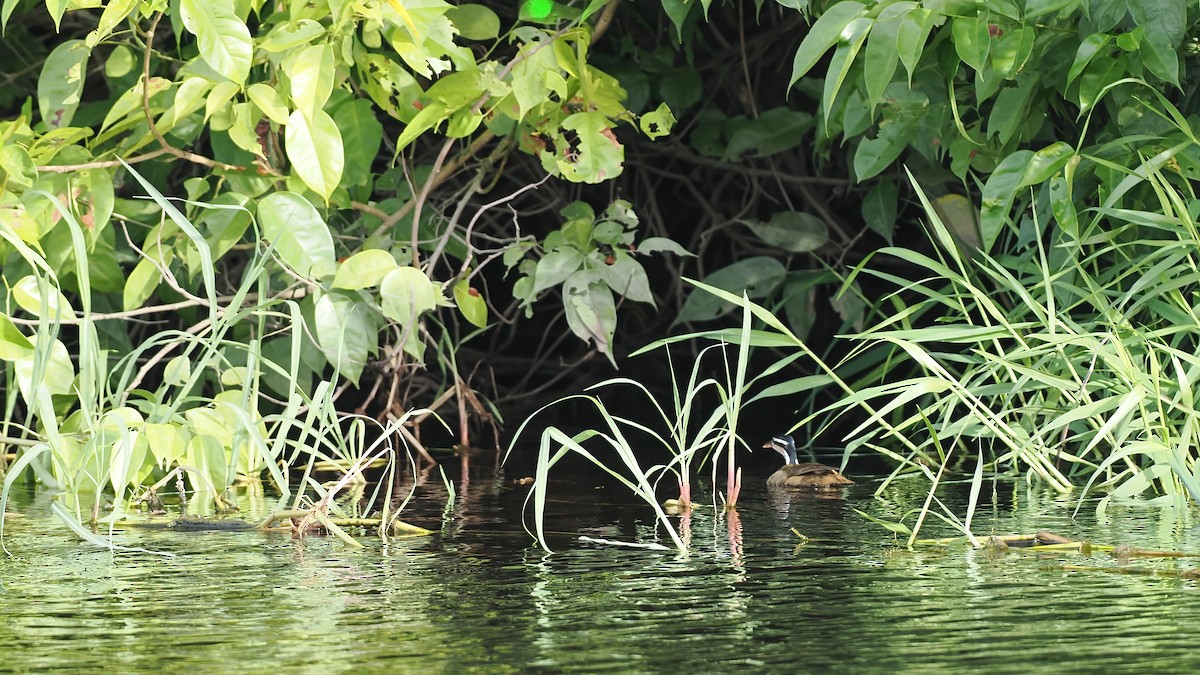 Sungrebe - ML645569711