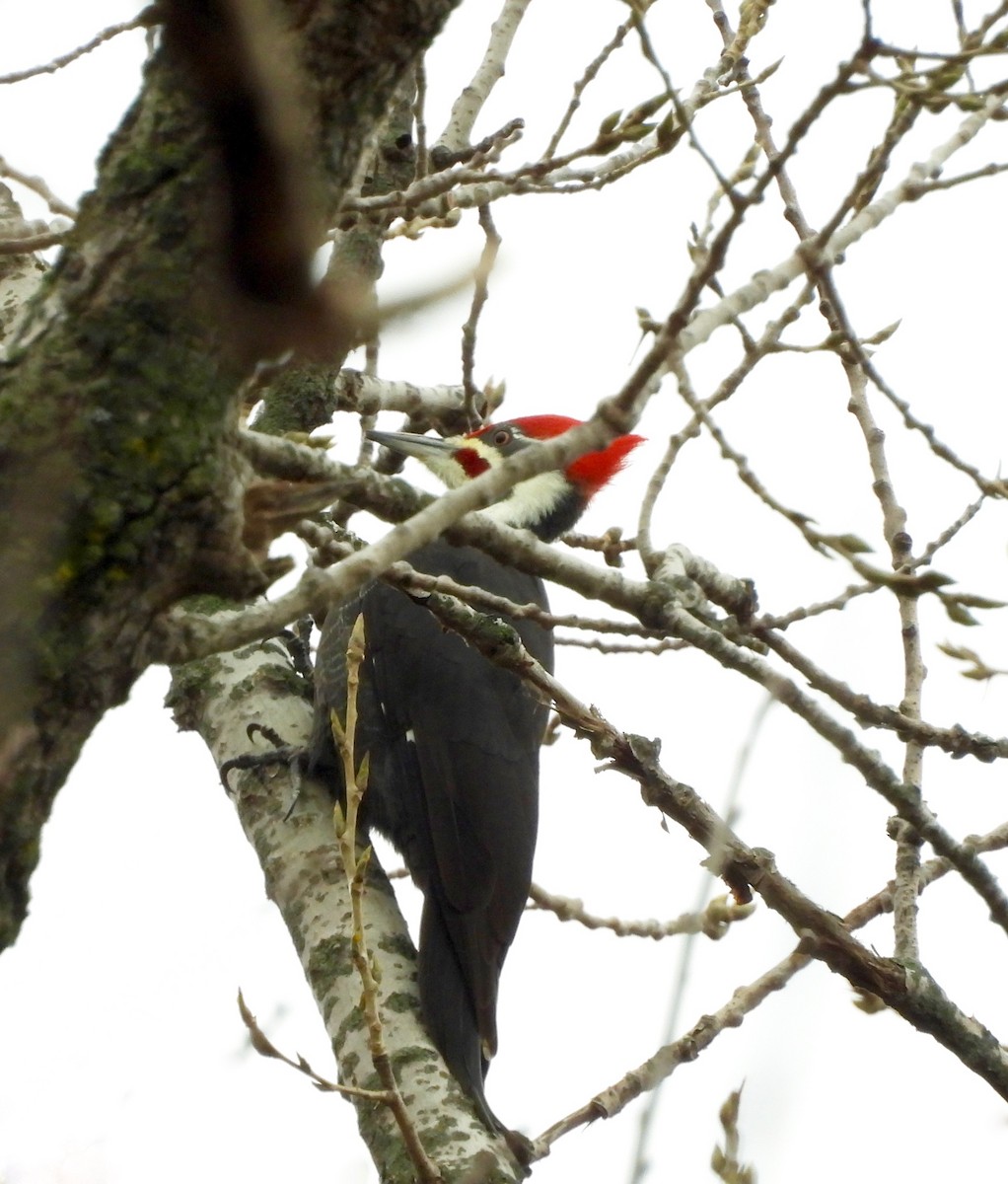 Pileated Woodpecker - ML645569712