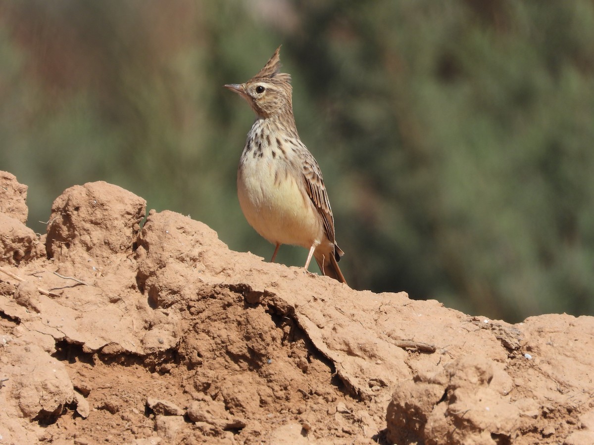 Thekla's Lark - ML645569713