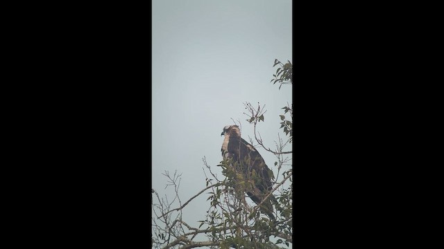 Osprey - ML645569714