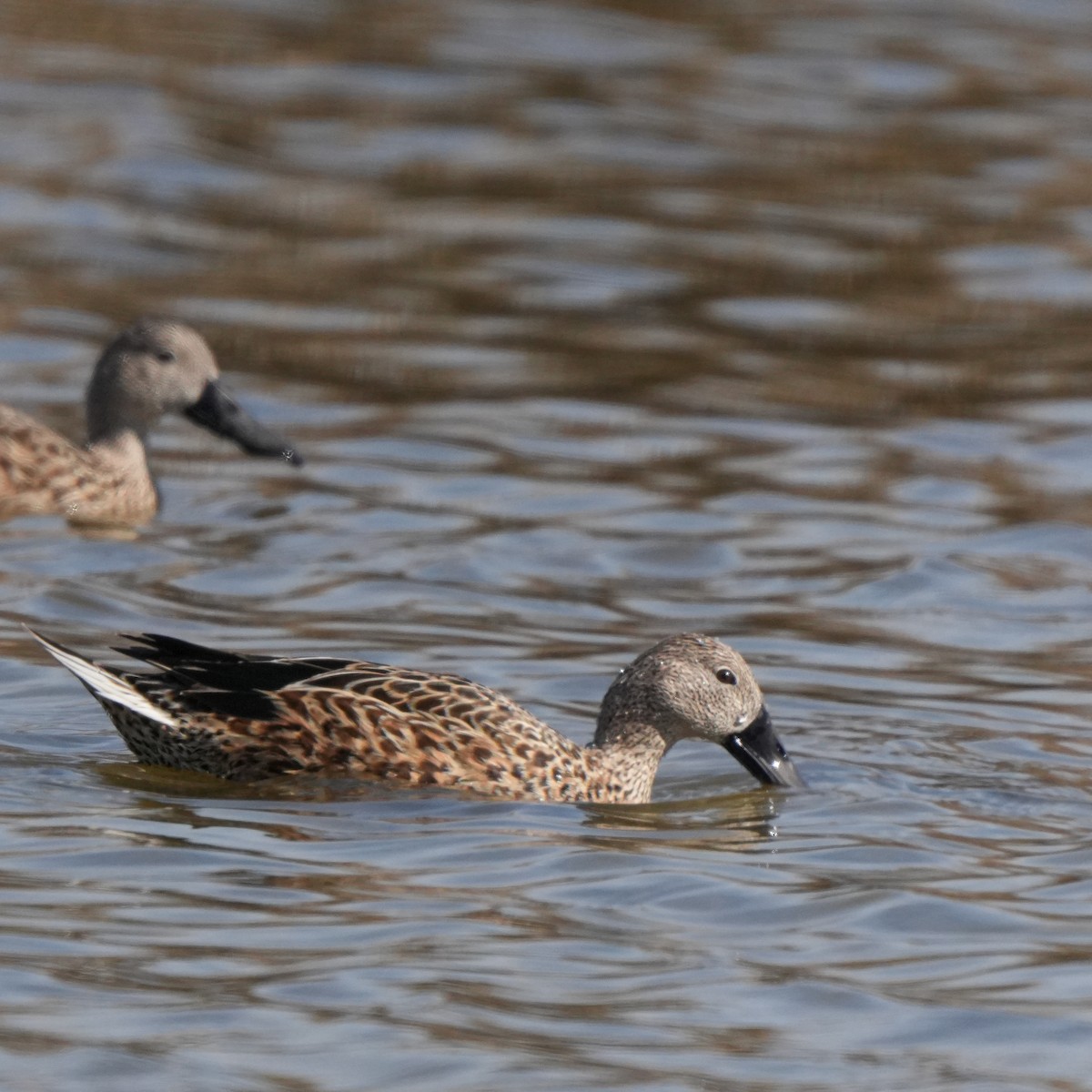 Red Shoveler - ML645569715