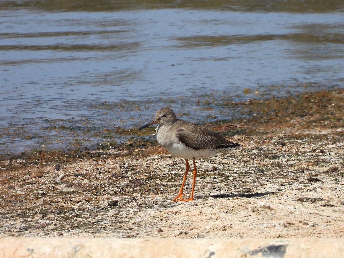 赤足鷸 - ML645569716