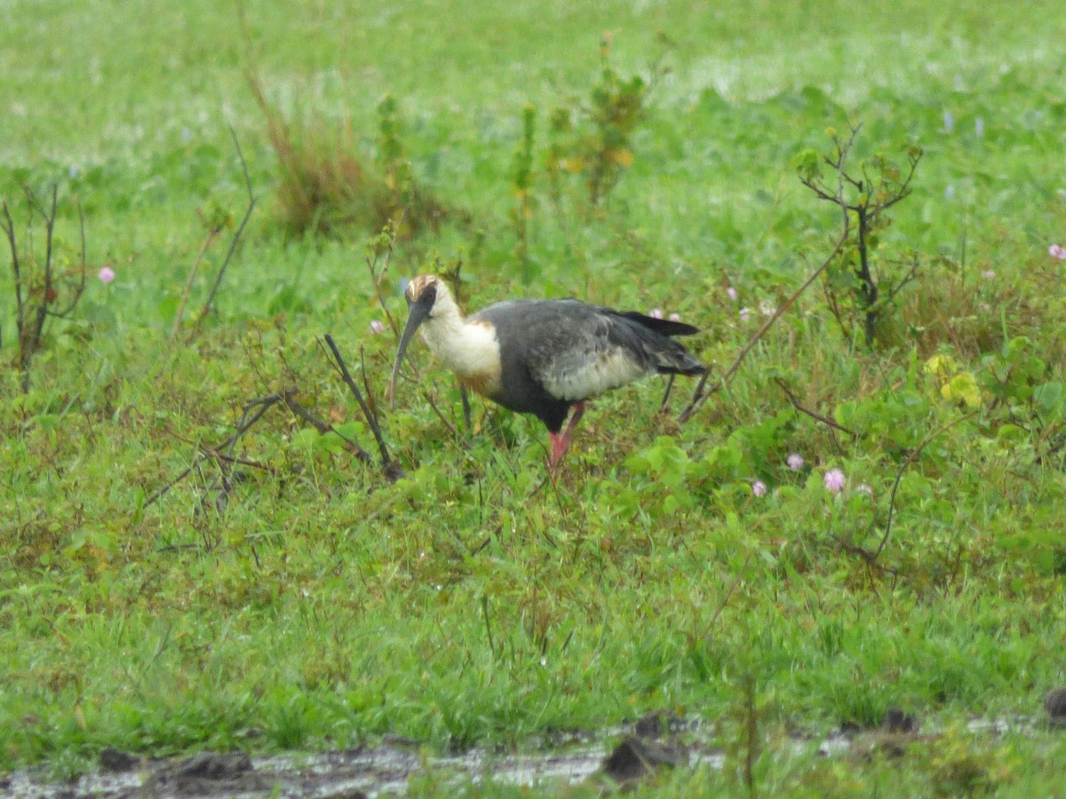 Buff-necked Ibis - ML645569717