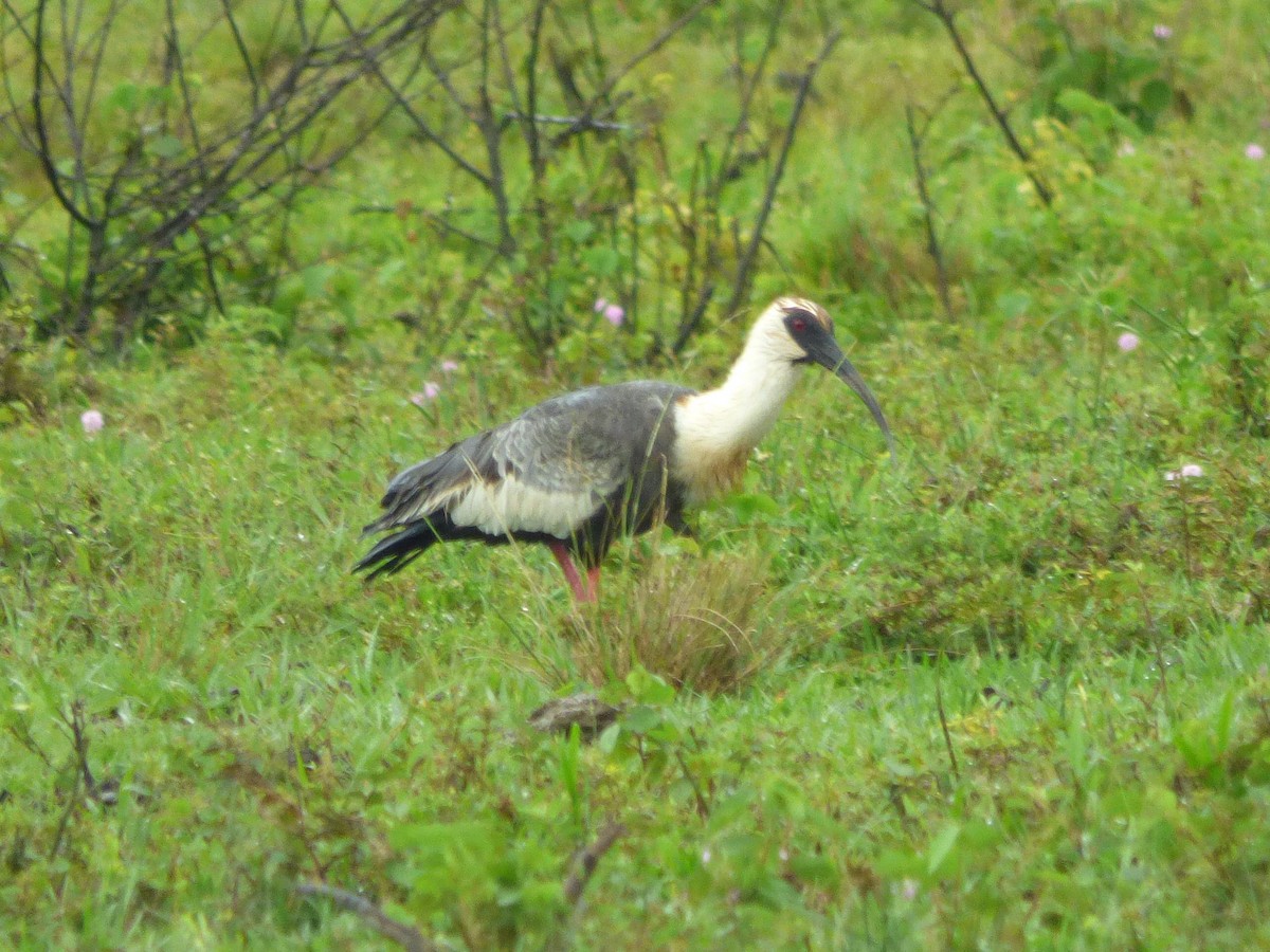 Buff-necked Ibis - ML645569718