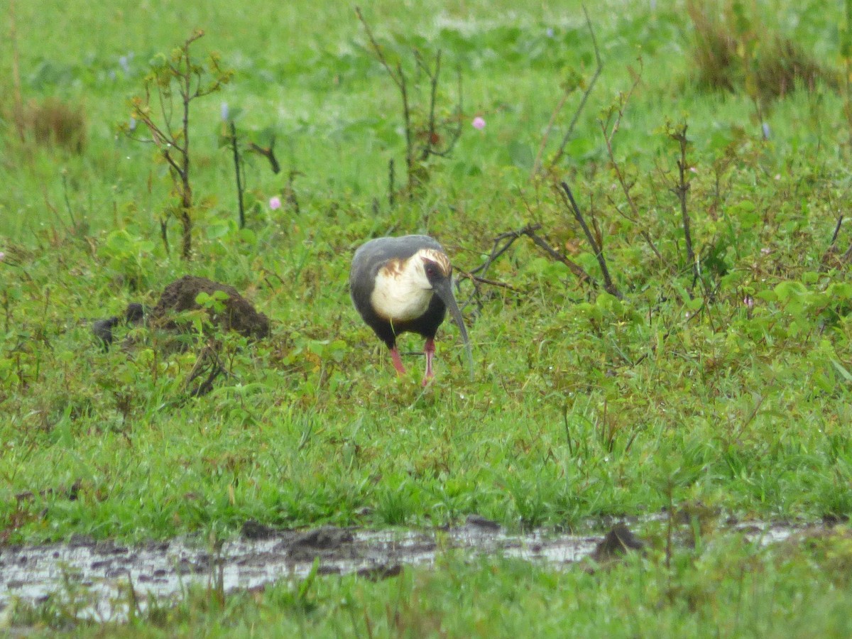 Buff-necked Ibis - ML645569719