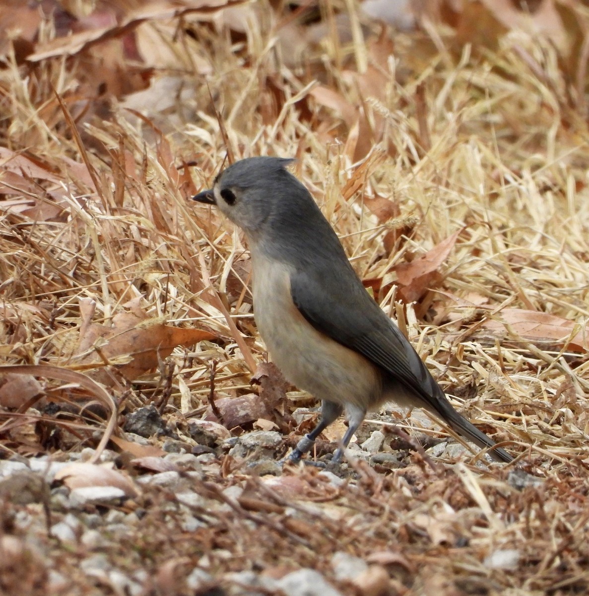 Tufted Titmouse - ML645569720