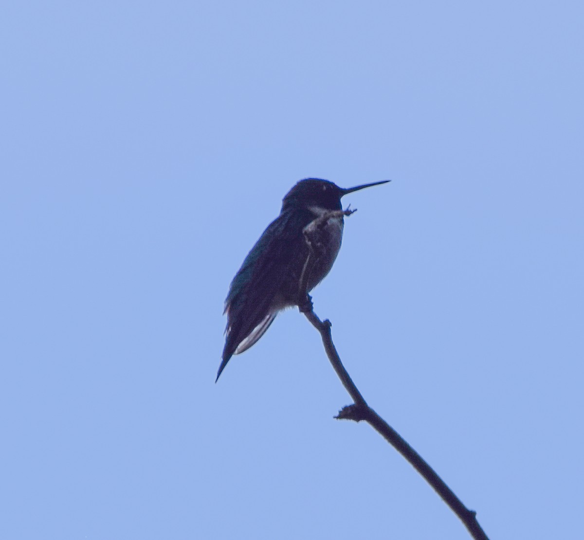 Ruby-throated Hummingbird - ML645569723