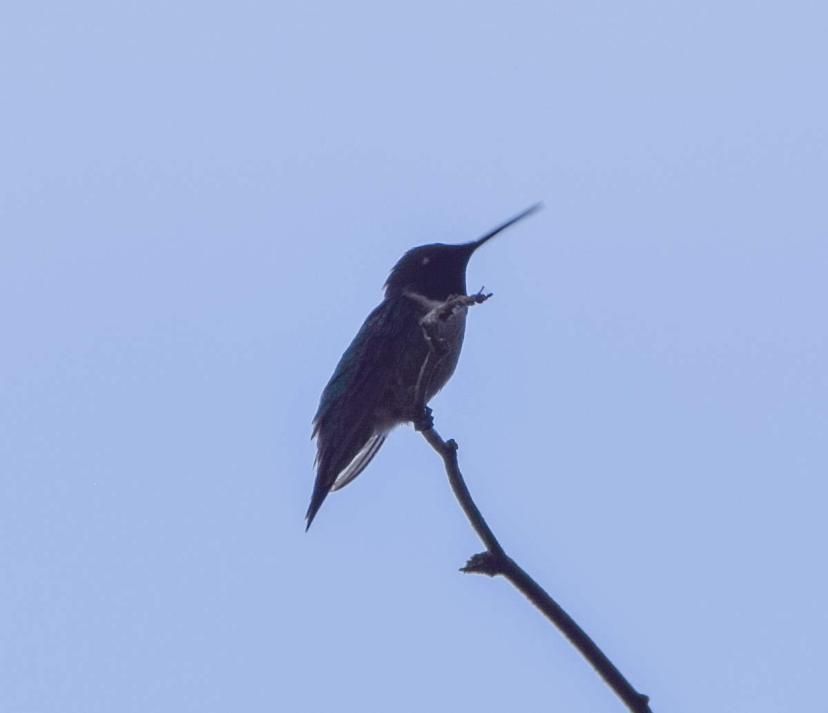 Ruby-throated Hummingbird - ML645569725