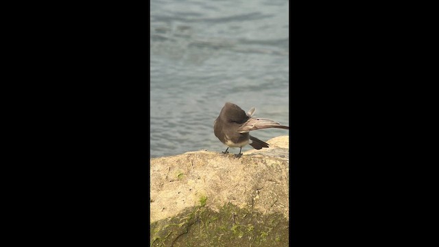 Black Phoebe - ML645569726