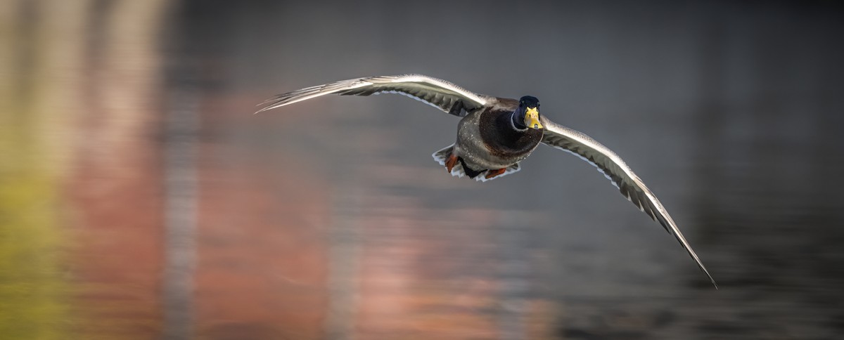 綠頭鴨 - ML645569727