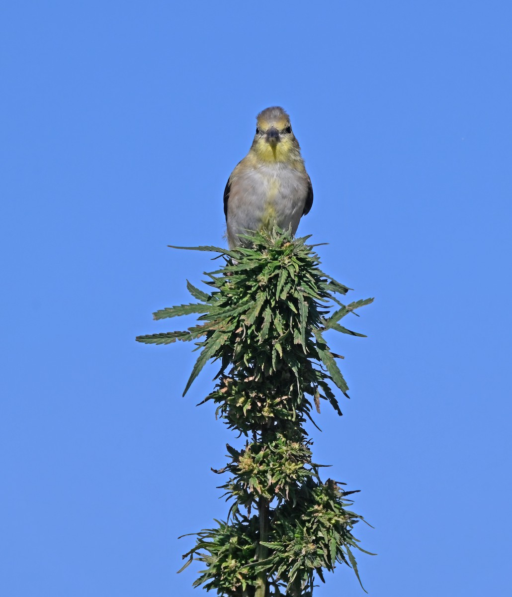 American Goldfinch - ML645569728